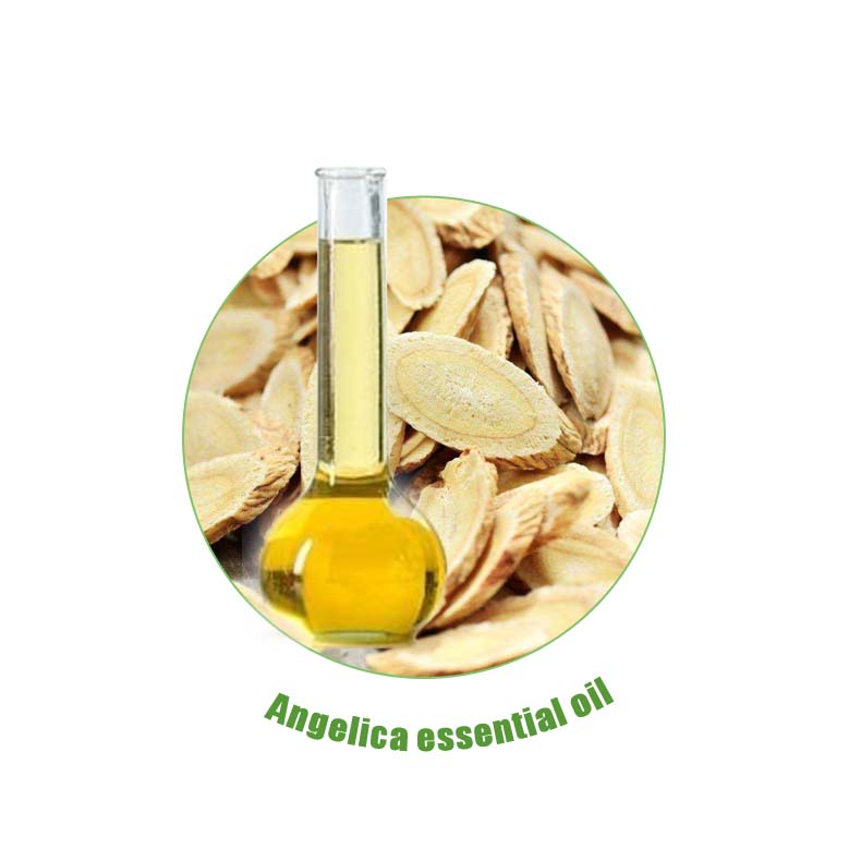 Angelica essential oil  for health care