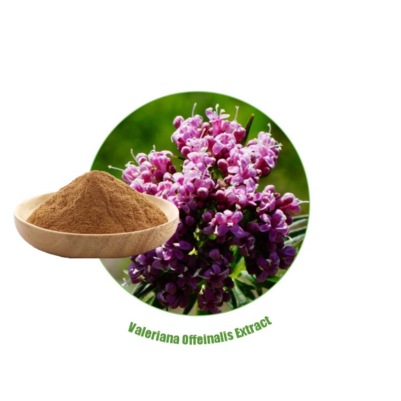 Valerian root extract Natural Valeriana Offeinalis Extract